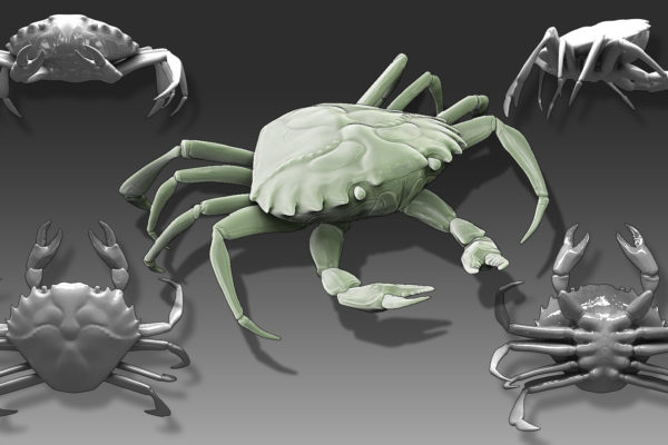 crab model